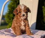 Small #3 Cavapoo (Miniature)