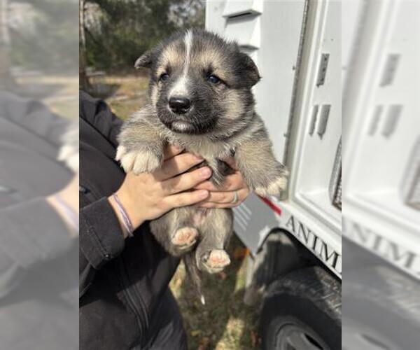 Medium Photo #1 German Shepherd Dog Puppy For Sale in Houston, TX, USA