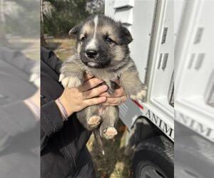 German Shepherd Dog Dogs for adoption in Houston, TX, USA