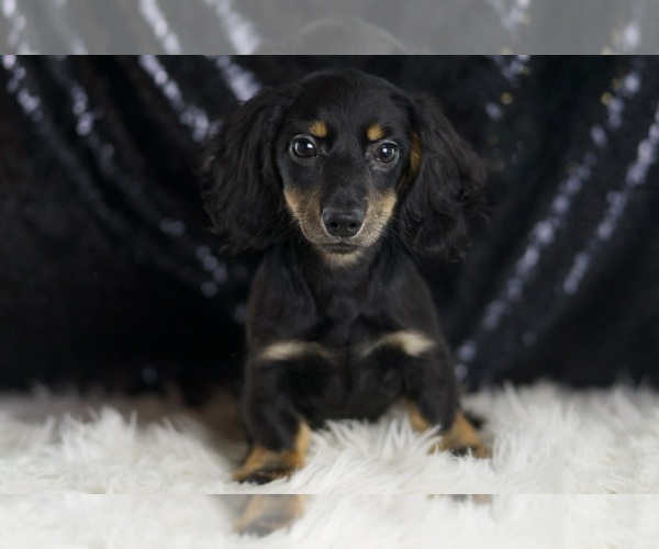 Medium Photo #2 Dachshund Puppy For Sale in WARSAW, IN, USA