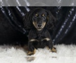 Small #1 Dachshund