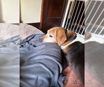 Small #2 Coonhound Mix