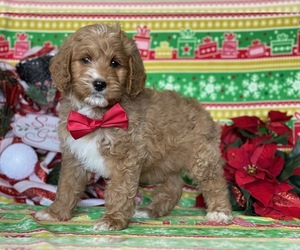 Goldendoodle Puppy for sale in LANCASTER, PA, USA