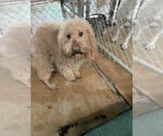 Small Goldendoodle