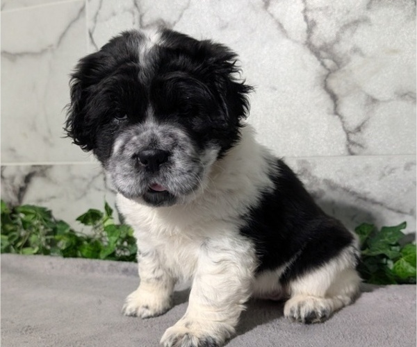 Medium Photo #6 Cocker-Pei Puppy For Sale in GOSHEN, IN, USA