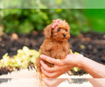 Small #6 Maltipoo (Miniature)