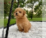 Small Photo #12 Havanese-Poodle (Toy) Mix Puppy For Sale in HOUSTON, TX, USA