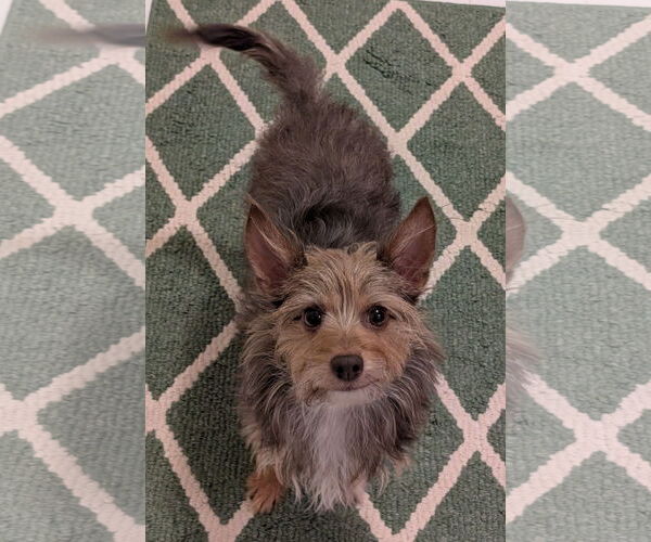 Medium Photo #2 Chihuahua-Unknown Mix Puppy For Sale in Greensboro, NC, USA