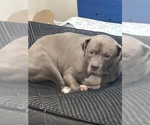 American Staffordshire Terrier-Unknown Mix Dogs for adoption in San Antonio, TX, USA