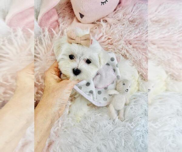 Medium Photo #4 Maltese Puppy For Sale in PEMBROKE PINES, FL, USA