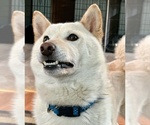 Small Photo #16 Shiba Inu Puppy For Sale in MISSOULA, MT, USA