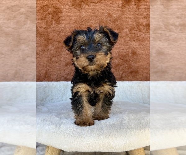 Medium Photo #2 Yorkshire Terrier Puppy For Sale in OCALA, FL, USA