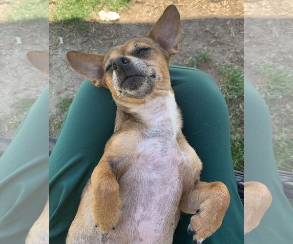 Medium Photo #3 Chihuahua-Unknown Mix Puppy For Sale in Holly Springs, NC, USA