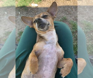 Freya - Female Chihuahua-Unknown Mix Dog for Adoption - Photo #3