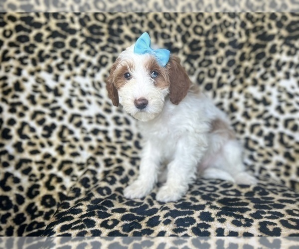Medium Photo #10 Cavapoo Puppy For Sale in LAKELAND, FL, USA