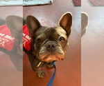 Small #2 French Bulldog