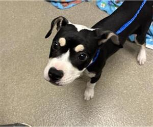 American Pit Bull Terrier-Unknown Mix Dogs for adoption in Las Vegas, NV, USA