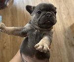 Small #1 French Bulldog
