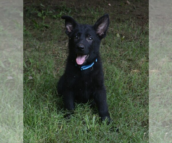 Medium Photo #1 German Shepherd Dog Puppy For Sale in POWDER SPRINGS, GA, USA