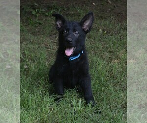 German Shepherd Dog Puppy for Sale in POWDER SPRINGS, Georgia USA