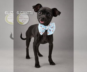 Chug Dogs for adoption in Benton, LA, USA