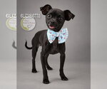 Elizabetta - Female Chug Dog for Adoption - Small photo