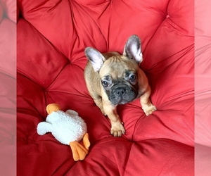 French Bulldog Puppy for sale in CALDWELL, NJ, USA