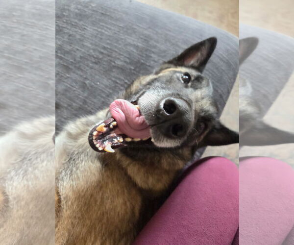 Medium Photo #8 Mutt Puppy For Sale in Stevens Point, WI, USA