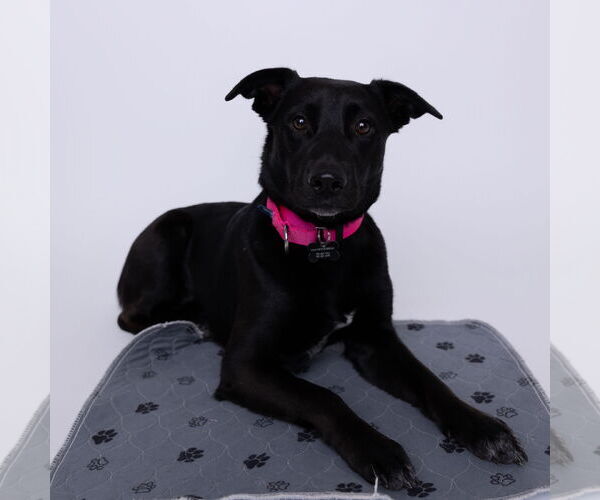 Medium Photo #3 Pointer-Unknown Mix Puppy For Sale in Fargo, ND, USA