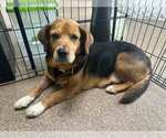 Small #1 Bagle Hound
