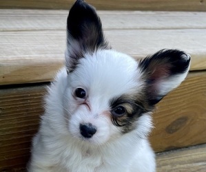 Papillon Puppy for sale in NEW CONCORD, OH, USA