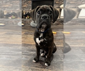 Father of the Boxer puppies born on 06/01/2026