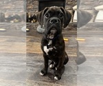 Small Photo #1 Boxer Puppy For Sale in BRUSH CREEK, TN, USA