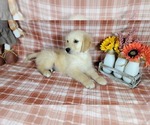 Small Photo #52 Golden Retriever Puppy For Sale in FALCON, CO, USA