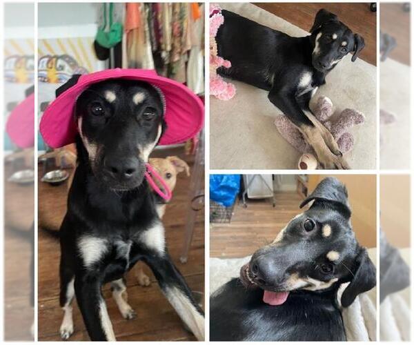 Medium Photo #1 Labrador Retriever-Unknown Mix Puppy For Sale in San Antonio, TX, USA