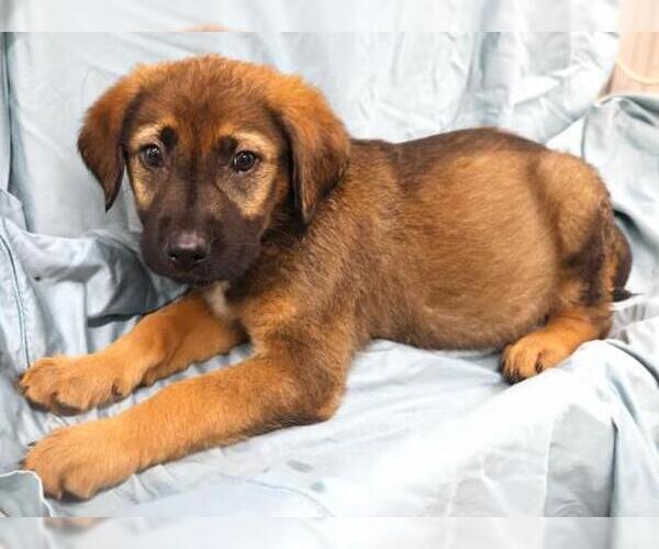 Medium Photo #1 Mutt Puppy For Sale in Thief River Falls, MN, USA