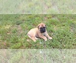 Small #19 Bullmastiff