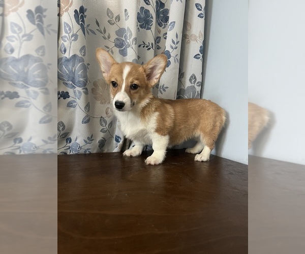 Medium Photo #16 Pembroke Welsh Corgi Puppy For Sale in DURHAM, CT, USA