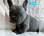 Small Photo #12 French Bulldog Puppy For Sale in BIGFORK, MT, USA