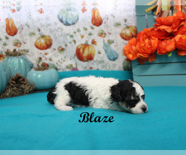 Medium Photo #7 Poodle (Toy) Puppy For Sale in CHANUTE, KS, USA