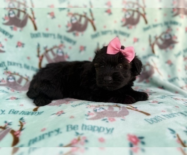 Medium Photo #4 Aussiedoodle Miniature  Puppy For Sale in LAKELAND, FL, USA