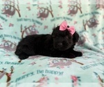 Small #3 Aussiedoodle Miniature 