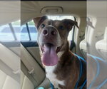 Small #1 American Staffordshire Terrier