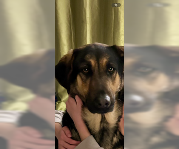 Medium Photo #7 Mutt Puppy For Sale in Minneapolis, MN, USA