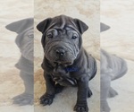 Puppy Bitty Chinese Shar-Pei