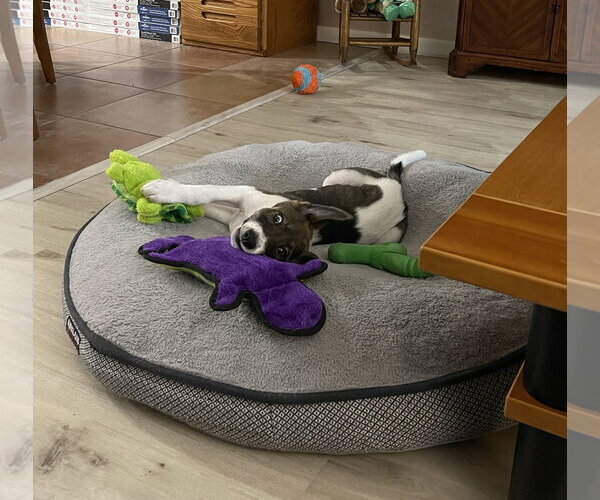 Medium Photo #3 Anatolian Shepherd-Unknown Mix Puppy For Sale in Davis, CA, USA