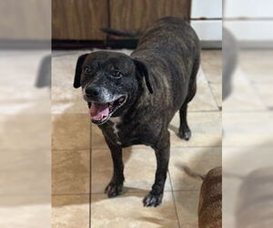 Sheba  [bonded to Bambi] - Female Mutt Dog for Adoption - Photo #15