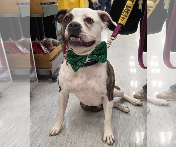 Medium Photo #2 Boxer-Unknown Mix Puppy For Sale in GILBERTS, IL, USA