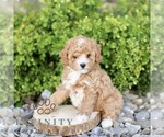 Small #4 Cavapoo