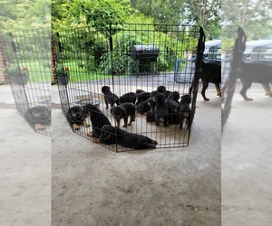 Rottweiler Puppy for sale in BROOKNEAL, VA, USA